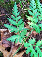Chaerophyllum villarsii