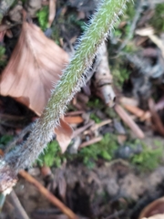 Chaerophyllum villarsii