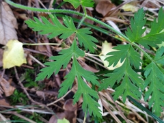 Chaerophyllum villarsii