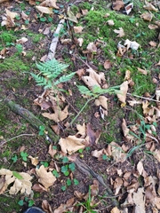 Chaerophyllum villarsii