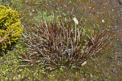 Schoenus pauciflorus
