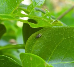 Oxycarenus luctuosus