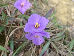 Osbeckia chinensis