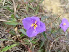 Osbeckia chinensis