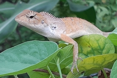 Calotes versicolor