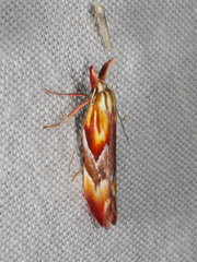 Deigmoesta lithocosma
