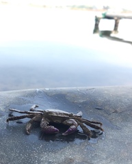 Metopograpsus frontalis