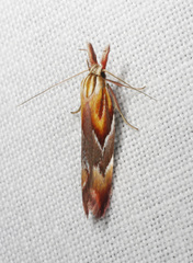 Deigmoesta lithocosma