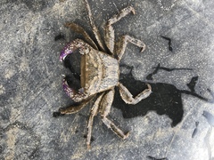 Metopograpsus frontalis