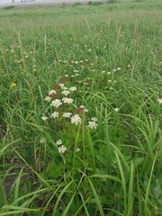 Ligusticum scothicum