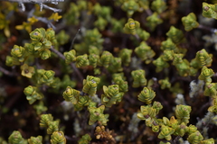 Pimelea microphylla