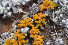 Austrolycopodium fastigiatum