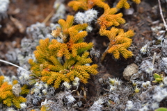 Austrolycopodium fastigiatum