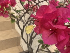 Eurema hecabe hecabe
