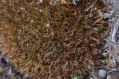 Oreobolus pectinatus