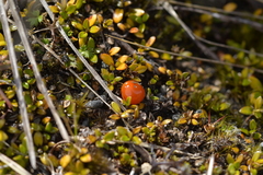 Coprosma perpusilla