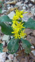 Solidago virgaurea virgaurea