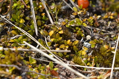 Coprosma perpusilla