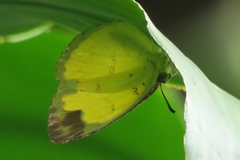 Eurema simulatrix