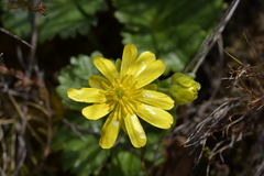 Ranunculus nivicola