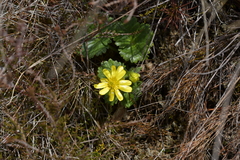 Ranunculus nivicola