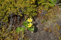 Ranunculus nivicola