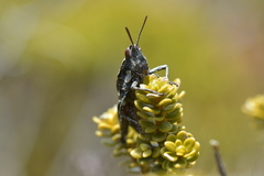 Sigaus piliferus