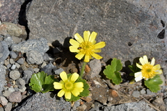 Ranunculus nivicola