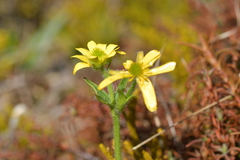 Ranunculus nivicola