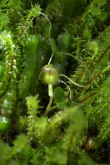 Corybas walliae