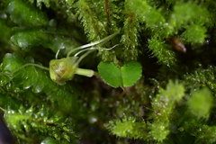 Corybas walliae