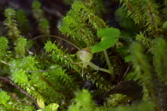 Corybas walliae