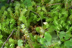 Corybas walliae