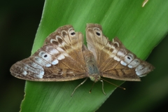 Eulaceura osteria