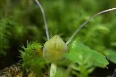 Corybas walliae