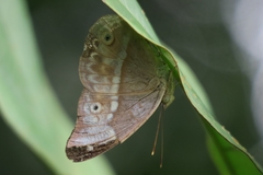 Eulaceura osteria