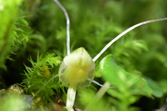 Corybas walliae