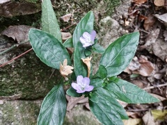 Strobilanthes tetrasperma