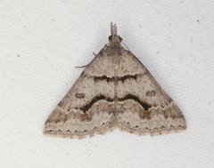 Dichromodes atrosignata