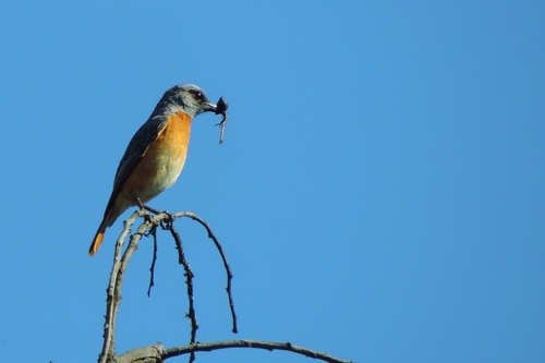 Miombo Rock Thrush (Monticola angolensis), photo 9
