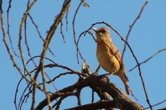 Monticola angolensis