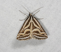 Dichromodes confluaria