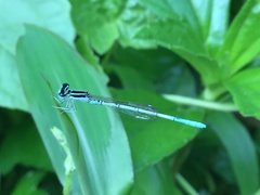 Agriocnemis pieris