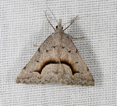 Dichromodes euscia