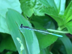 Agriocnemis pieris