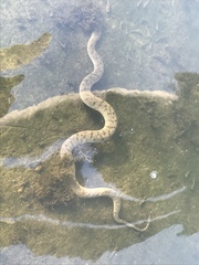 Cerberus schneiderii