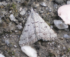 Dichromodes indicataria