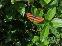 Pantoporia