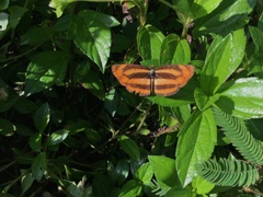Pantoporia