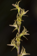 Prasophyllum concinnum
